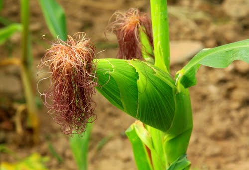 6 bài thuốc từ râu ngô