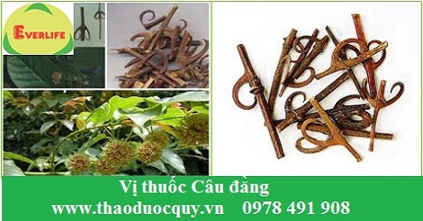 Câu đằng