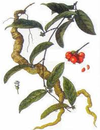 Rượu thuốc cho quý ông sung mãn
