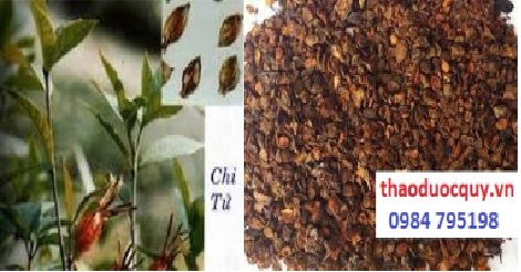 Chi tử/Dành dành Chi tử/Dành dành