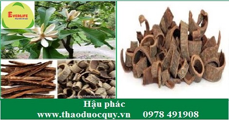Hậu phác