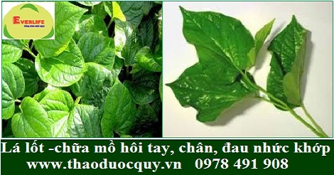 Lá lốt