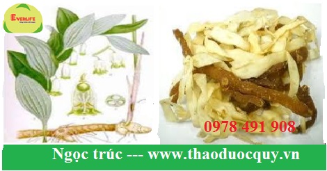 Ngọc Trúc Ngọc Trúc