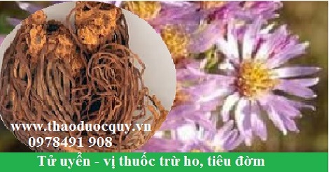 Tử uyển Tử uyển