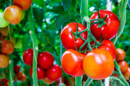 Giảm cân bằng cách ăn chuối và cà chua kiểu Nhật