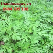 Các vị thuốc dưỡng huyết, an thai