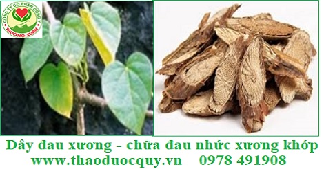 Dây Đau Xương Trị Đau Xương Khớp