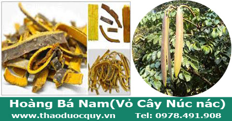 Vỏ núc nác/ Hoàng bá nam Vỏ núc nác/ Hoàng bá nam
