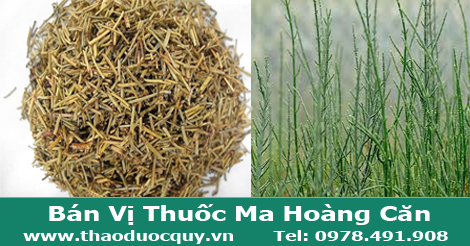 Ma hoàng/ Thảo ma hoàng Ma hoàng/ Thảo ma hoàng