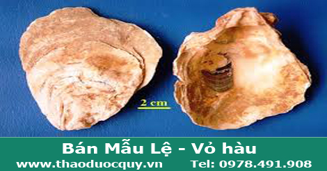 Mẫu lệ/ Vỏ Hàu