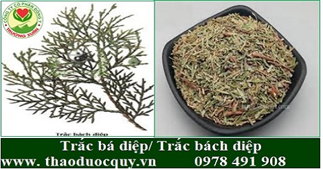 Trắc bá diệp/ Trắc bách diệp Trắc bá diệp/ Trắc bách diệp