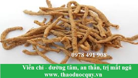 Viễn chí - dưỡng tâm an thần