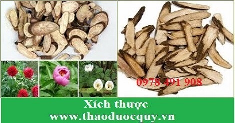 Xích thược Xích thược