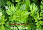Đắp ngải cứu - muối chữa đau mỏi vai gáy