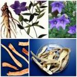 Cát cánh - chữa viêm họng, viêm amidan, viêm phổi