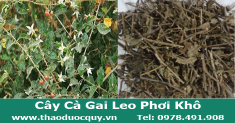 c&acirc;y-c&agrave;-gai-leo-phơi-kh&ocirc;