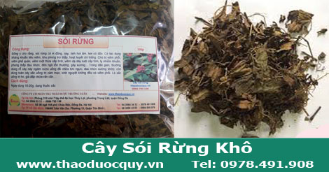 cây-sói-rừng-khô