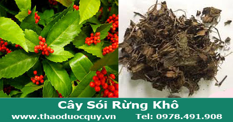 cây-sói-rừng-trị-bệnh-gút