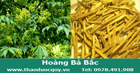 Hoàng bá bắc
