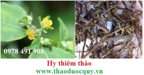 hy thi&ecirc;m thảo