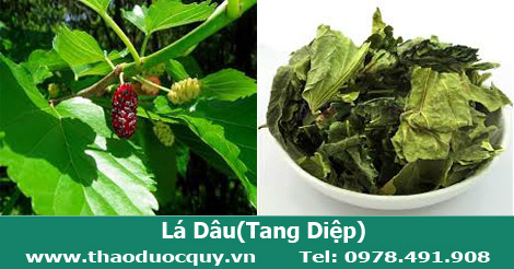 Lá dâu khô