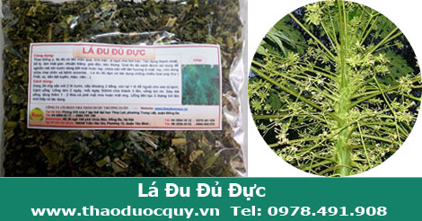 lá cây đu đủ đực phơi khô