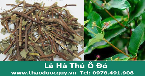 Lá hà thủ ô đỏ