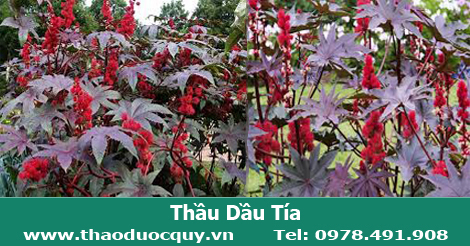 Thầu dầu tía