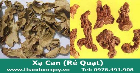 xạ can c&ograve;n được gọi l&agrave; rẻ quạt