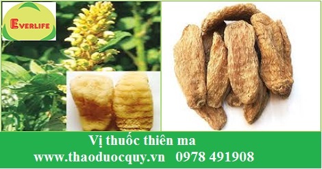 Thi&ecirc;n ma